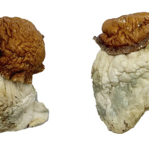 Oak Ridge Magic Mushrooms