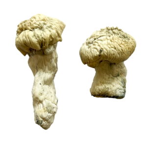Buy Albino Malabar Magic Mushrooms Online